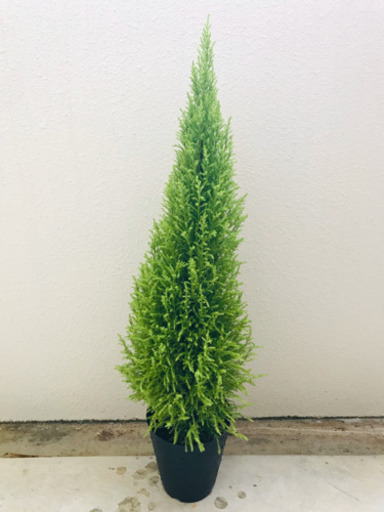 観葉植物ゴールドクレスト
