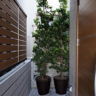 植栽　ソヨゴ