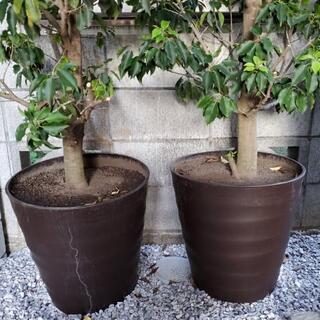 植栽　ソヨゴの画像