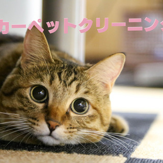 選ばれてNO1！！託麻清掃のカーペットクリーニング★★