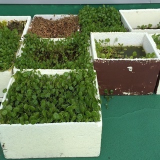 🌱ウオーターマッシュルーム《百円》の画像