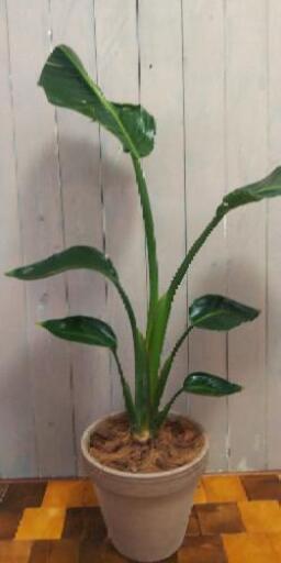 【観葉植物】    ストレリチア オーガスタ