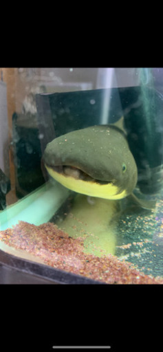 ★ネオケラトゥドゥス★約±38cm