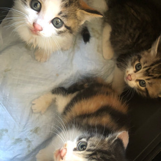 生後1ヶ月ちょっとの可愛い子猫ちゃん