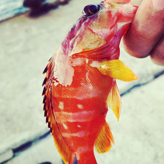 一緒に釣りしませんか❓
