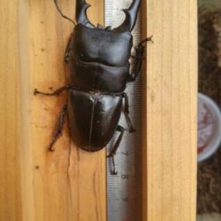 国産ヒラタクワガタ新成虫65㎜