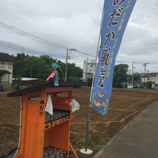 メダカ無人販売所 里山メダカ 公園前 サンセット極龍 黒ラメレイ...