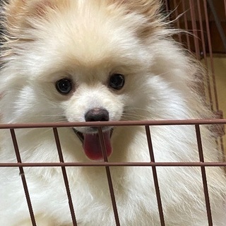 里親急募 ポメラニアン メス 1歳