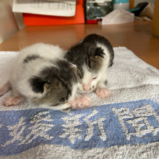 里親決まりました。2匹とも同じ場所で飼われる事になりました。沢山...