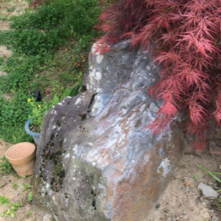 庭石の画像