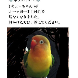 ボタンインコ探してます。