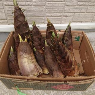 【多数でも継続予定】栃木地場産 タケノコ 筍 たけのこ 1本500円