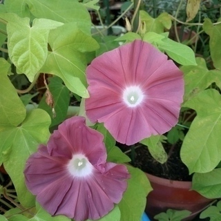 朝顔の種 (団十郎)の画像