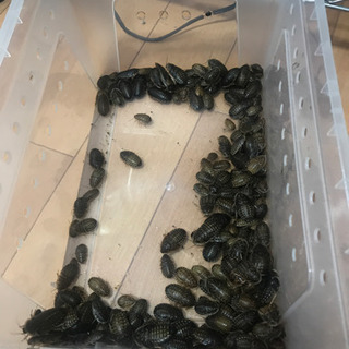 デビュア　生き餌　