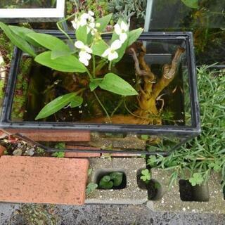 メダカ　欲しいかた0円