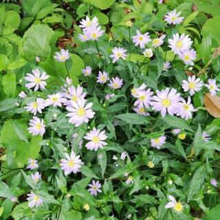 草取りできる方募集　※募集要項必読お願いします