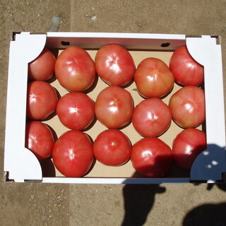 明日(５／１０) トマトの特売をします。