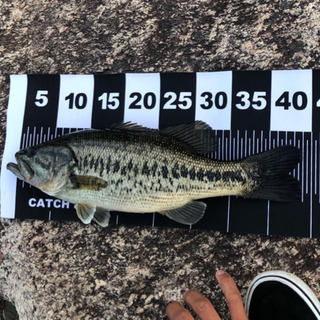 バス釣り部🎣山梨❗️メンバー募集 − 山梨県