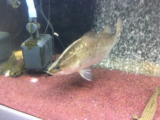 アカメ　四万十川産　値下げ