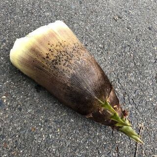 (郡山集合!!)楽しくタケノコ狩りしませんか？の画像
