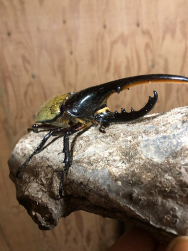 美形ヘラクレスオオカブト　ペアその4