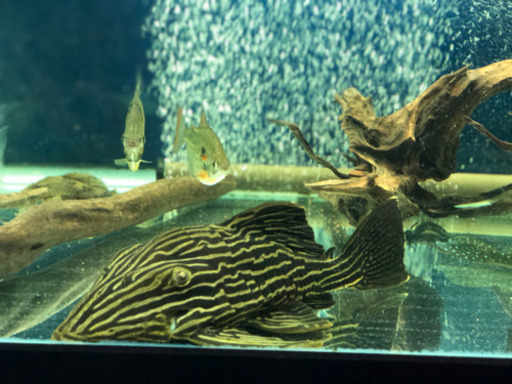 熱帯魚　ゴールデンサンダーロイヤルプレコ