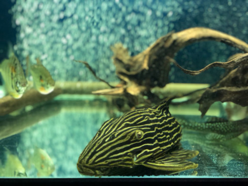 熱帯魚　ゴールデンサンダーロイヤルプレコ