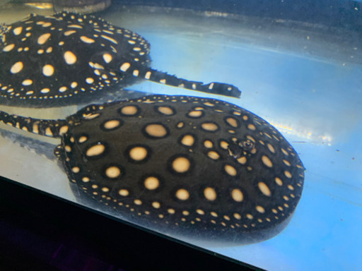 熱帯魚 淡水エイ売ります  【決まり・取引完了】