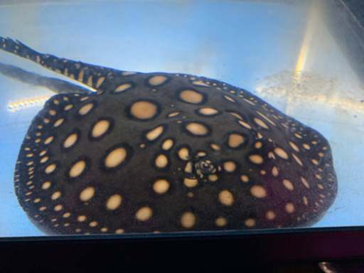 熱帯魚 淡水エイ売ります  【決まり・取引完了】
