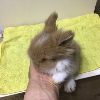 【けんぼの森】ライオンラビット 4/5生まれのちびっ子残り1羽‼️1羽➡︎15,000円が《限界値引き価格》1羽➡︎ジャスト10,000円‼️ - 相模原市