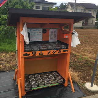 里山メダカ めだか無人販売所 白天晴 ピュアホワイト 松井ヒレ長...