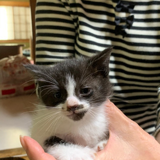 里親募集中です。