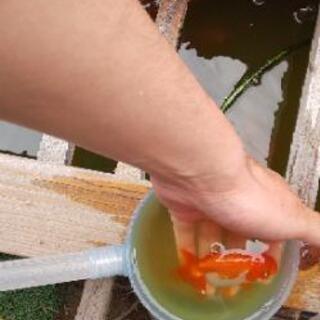 らんちゅう の画像