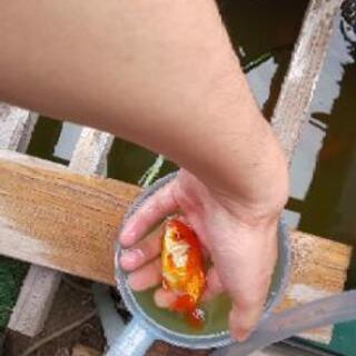 らんちゅう の画像