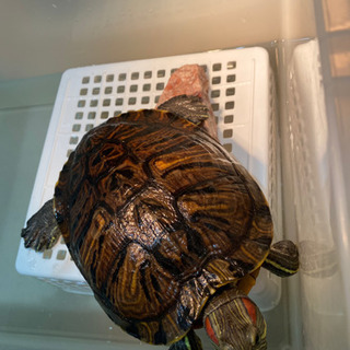 ミドリガメの里親募集します
