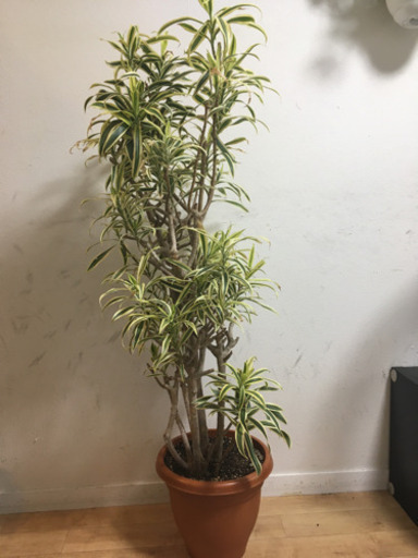 【大型観葉植物】ドラセナ　ソングオブインディア　9号鉢