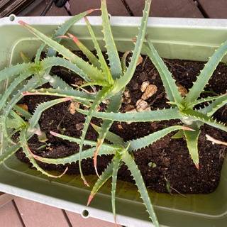 キダチアロエ　株分け