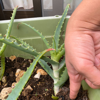 キダチアロエ　株分けの画像