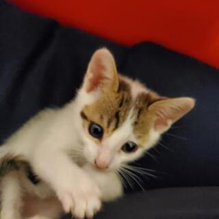 譲り受けた子猫