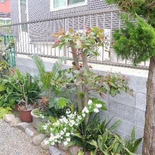【庭の木、差し上げます！！】の画像