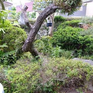 【庭の木、差し上げます！！】の画像
