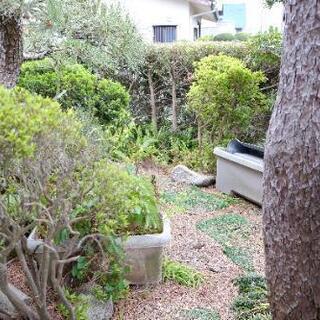 【庭の木、差し上げます！！】の画像