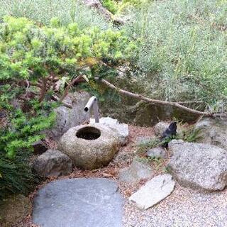 【庭の木、差し上げます！！】の画像