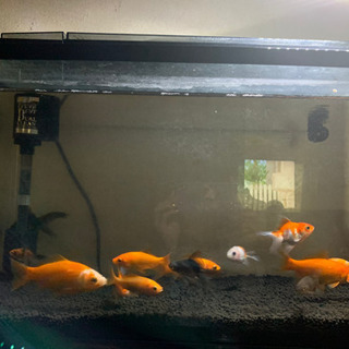 沢山！金魚ちゃん達（商談中です） - 里親募集