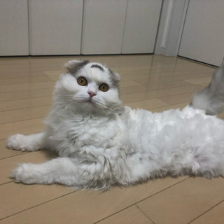 猫の里親募集  里親様決まりました。