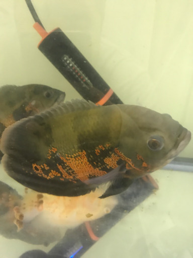 オスカー　熱帯魚　大きくなりました。