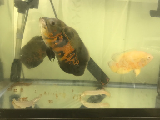 オスカー　熱帯魚　大きくなりました。