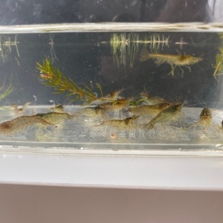 ミナミヌマエビ　1匹¥30-の画像
