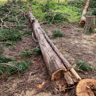杉の木　伐採丸太　無料にて　木材　間伐材　米沢市　山形の画像