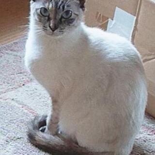 里親さん募集中！シャム猫メスです。